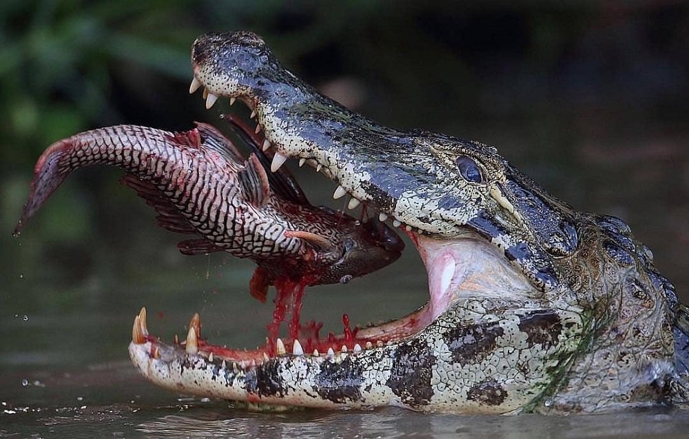 11 мифов о крокодилах, в которые люди верят зря - Лайфхакер